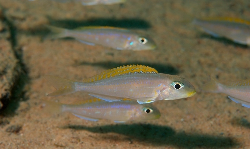 Xenotilapia flavipinnis 'Mboko Island'